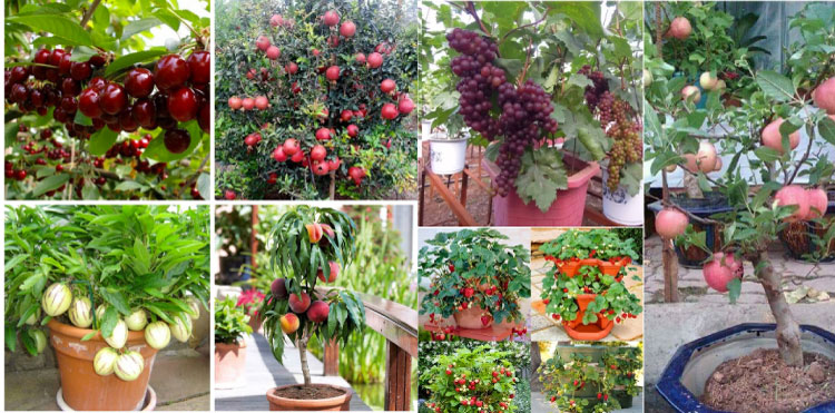 Cây ăn quả trồng chậu vừa đảm bảo tính thẩm mỹ vừa có nguồn thực phẩm xanh sạch tại nhà