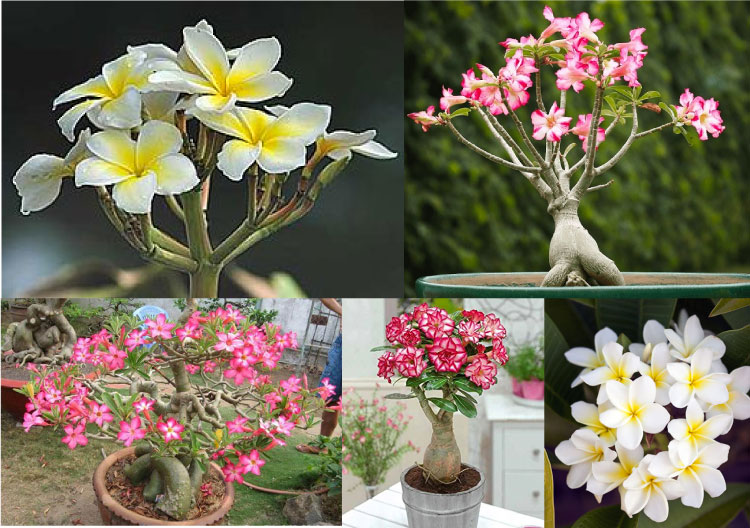 Hoa sứ là một chi nhỏ chứa 7-8 loài cây có nguồn gốc ở khu vực nhiệt đới và cận nhiệt đới châu Mỹ và vùng Caribe