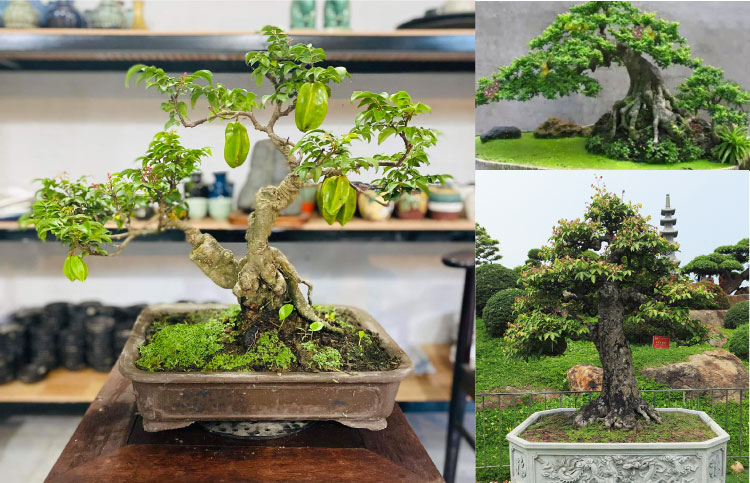 Cây Khế Bonsai được trồng và uốn nắn, cắt tỉa tỉ mỉ dưới bàn tay các nghệ nhân có giá trị rất cao