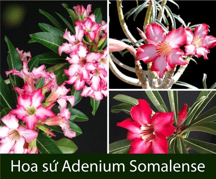 Sứ Adenium Somalense là giống hoa sứ có nguồn gốc từ nam Somalia, Kenya và Tanzania