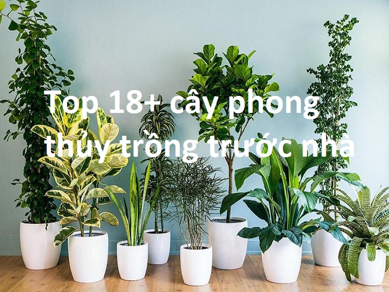 top 18+ cây phong thủy nên trồng trước nhà