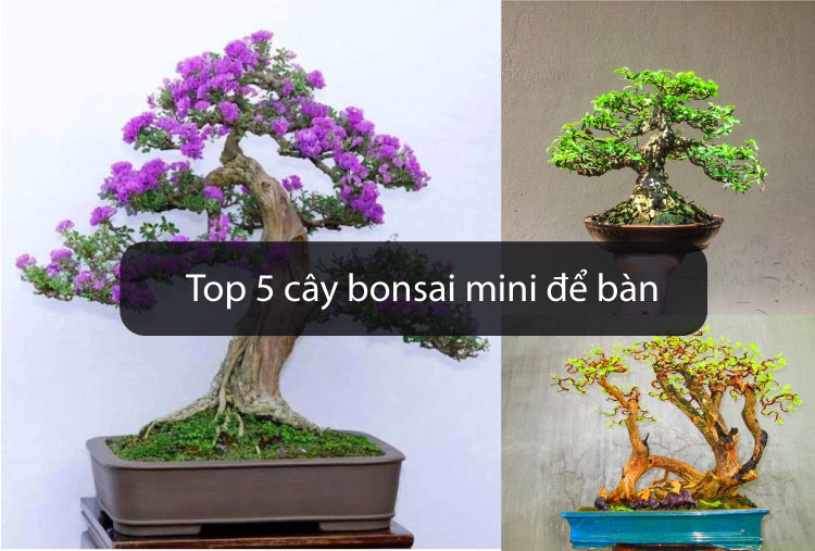 top 5 cây bonsai mini để bàn