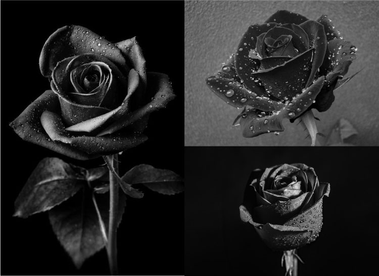 Hoa hồng đen - Loài hoa tượng trưng cho sự cô đơn