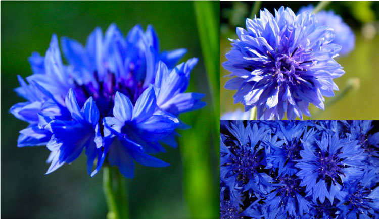 Hoa thanh cúc xanh dương 