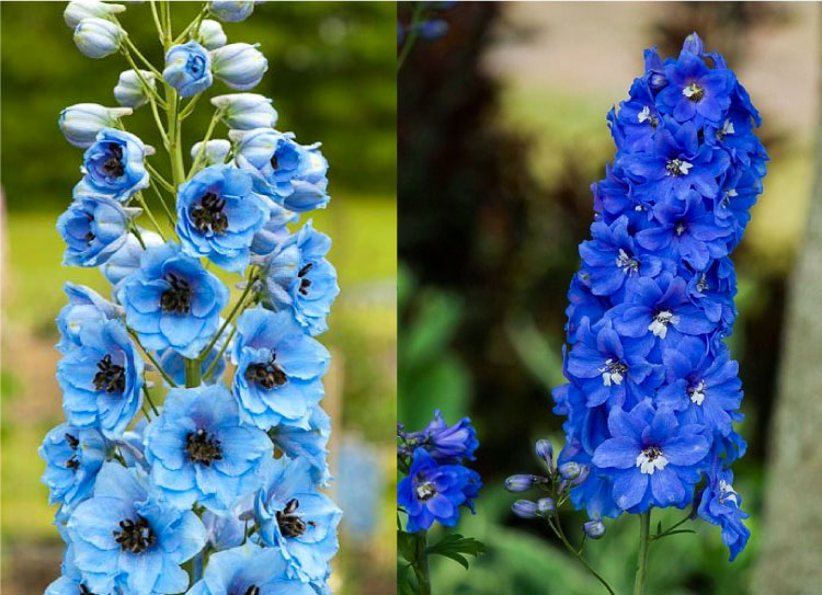 Hoa thuý tước là loài hoa đại diện cho ngày sinh tháng 7