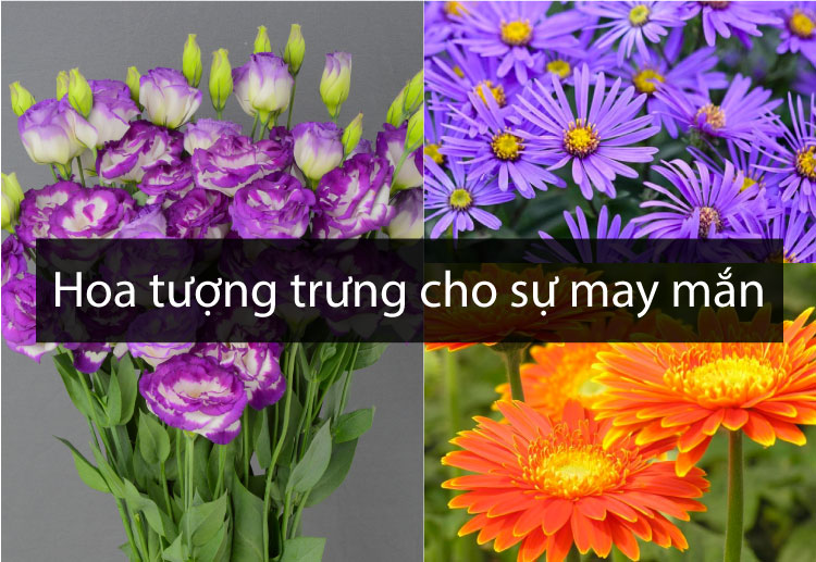Top 12 loài hoa tượng trưng cho sự may mắn, hạnh phúc