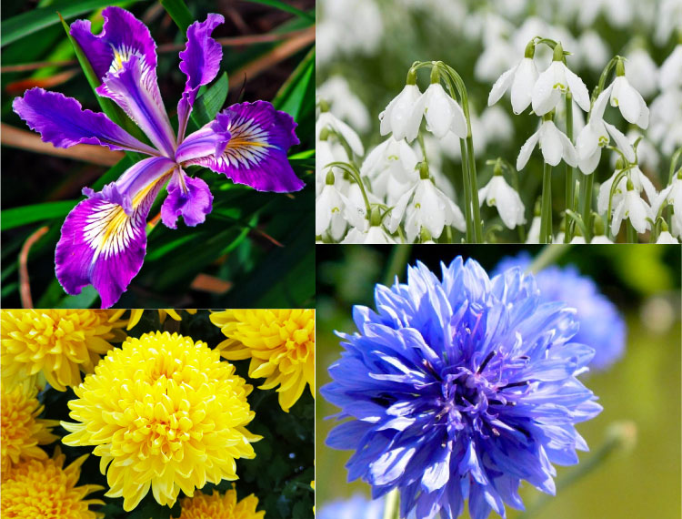 Bật mí 6 loài hoa tượng trưng cho sự hy vọng trong cuộc sống