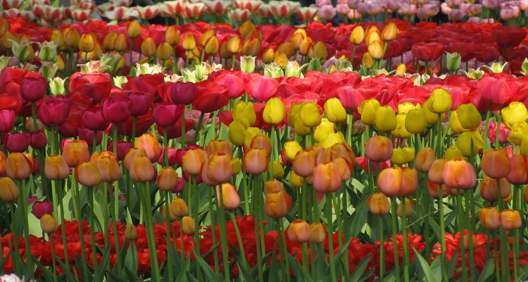 đặc điểm hoa tulip