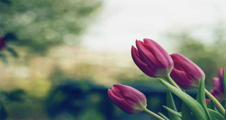 hoa tulip hồng