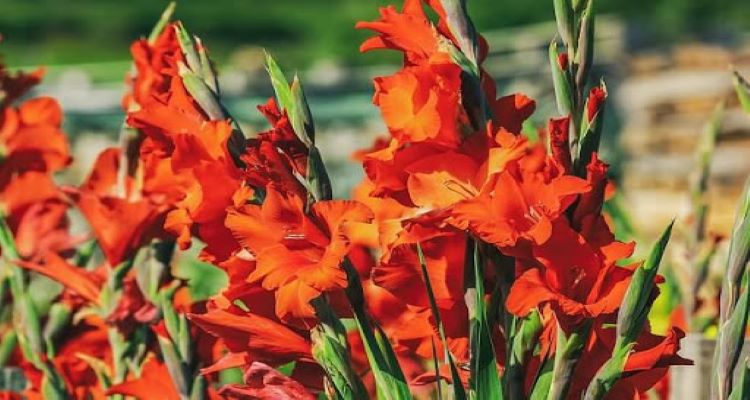Hoa Lay Ơn có ý nghĩa gì? Cách cắm hoa Lay Ơn đẹp tươi lâu