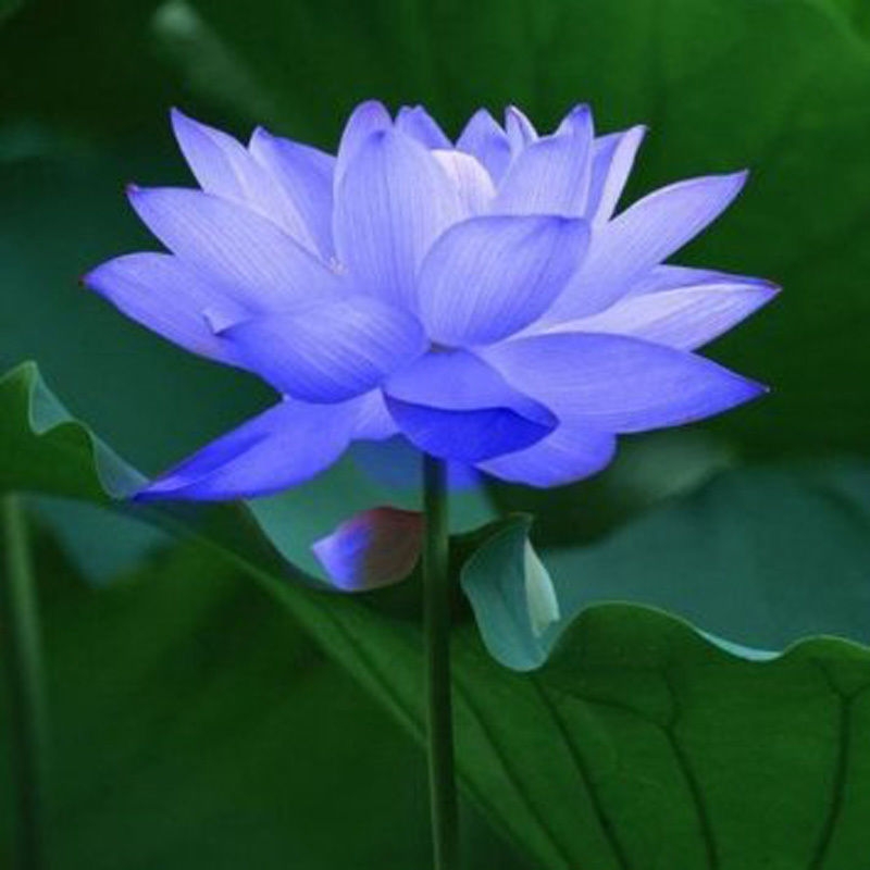 Hoa sen xanh đại diện cho trí tuệ con người
