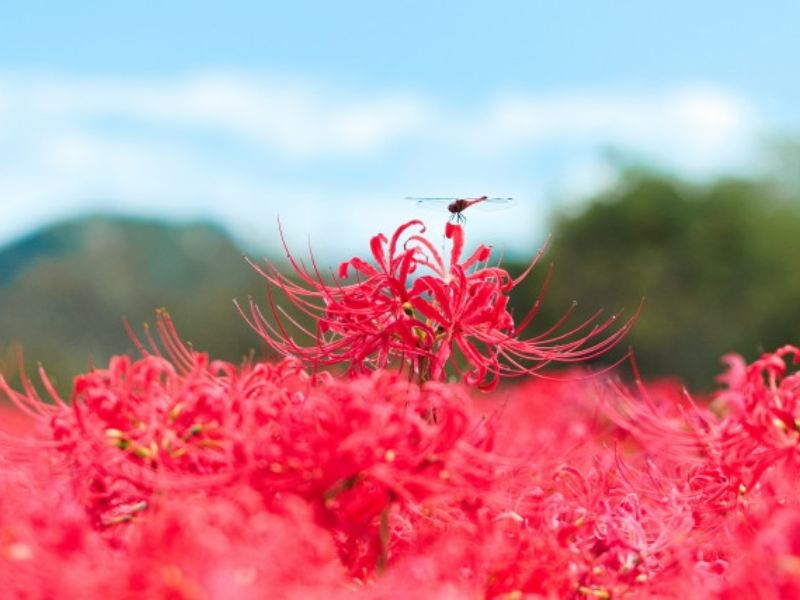 Hoa bỉ ngạn màu hồng phấn