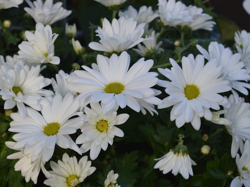 Sự thuần khiết của những bông hoa cúc trắng