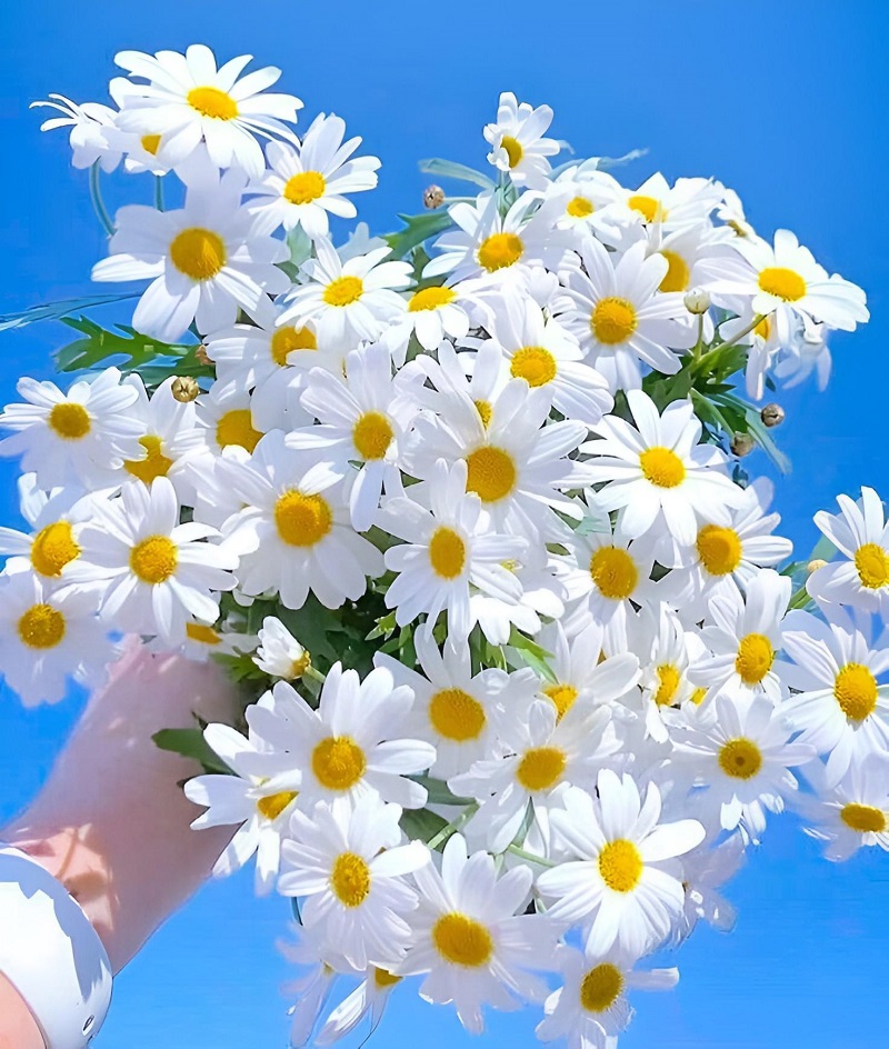 Hoa cúc trắng bằng giấy dễ thương
