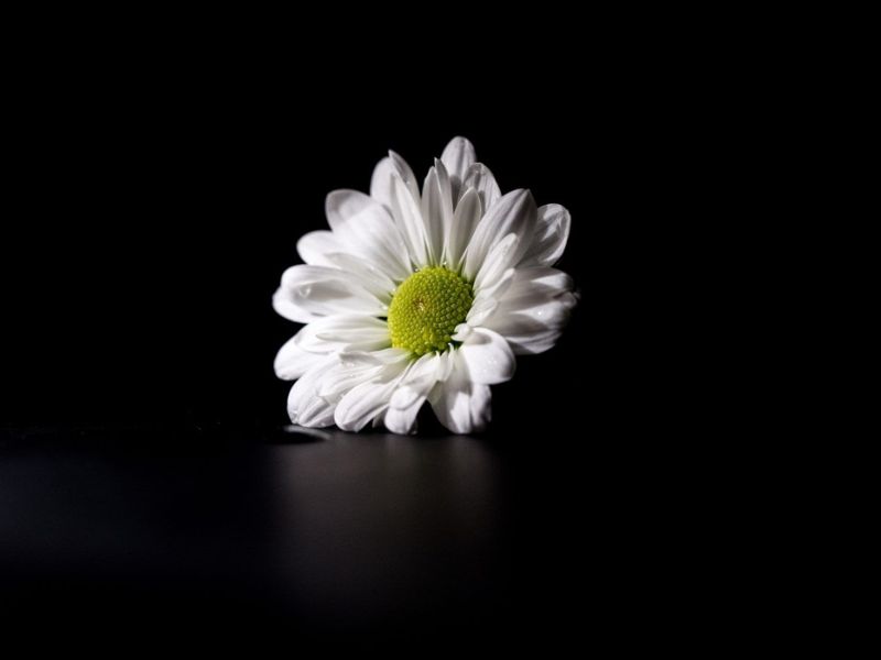 Hoa cúc trắng được dùng trong lễ tang