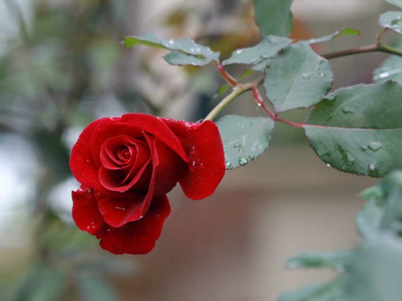 Hoa hồng cổ Sơn La đẹp long lanh