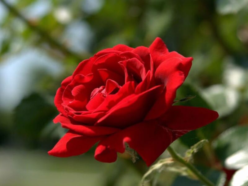 Bông hoa hồng nhung