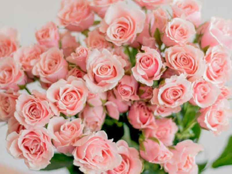 Hoa hồng phấn nữ hoàng với vẻ đẹp nhẹ nhàng