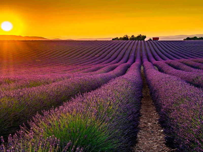 Cánh đồng hoa lavender