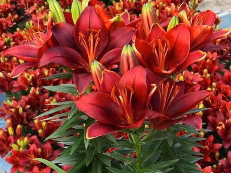 Hoa ly lùn màu đỏ rực rỡ