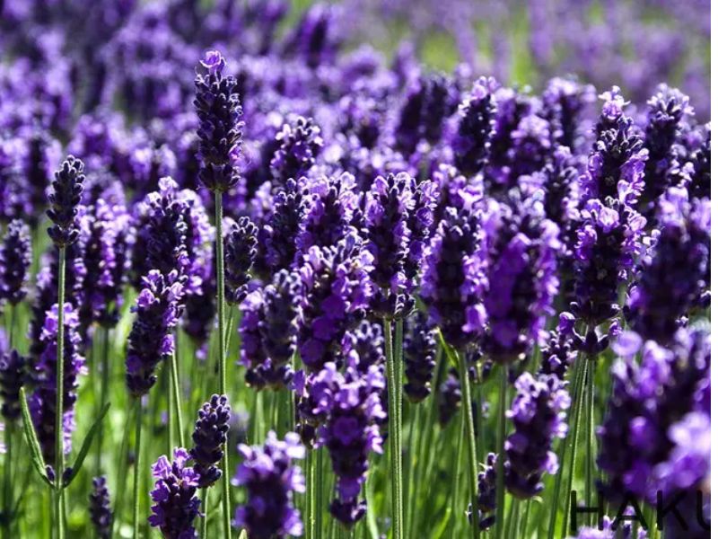 Hoa oải hương true lavender