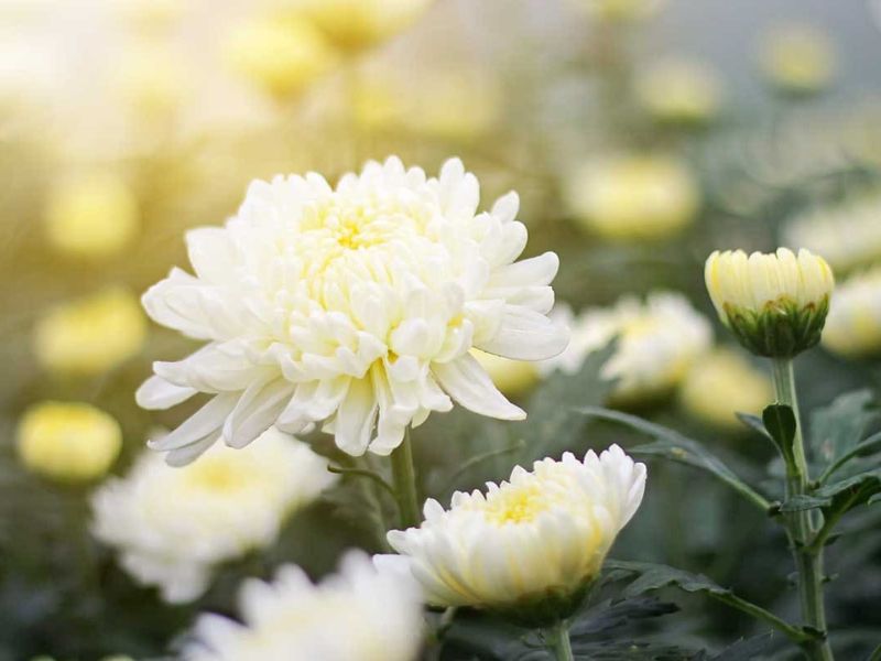 Hoa cúc trắng cần được tỉa cành theo từng giai đoạn