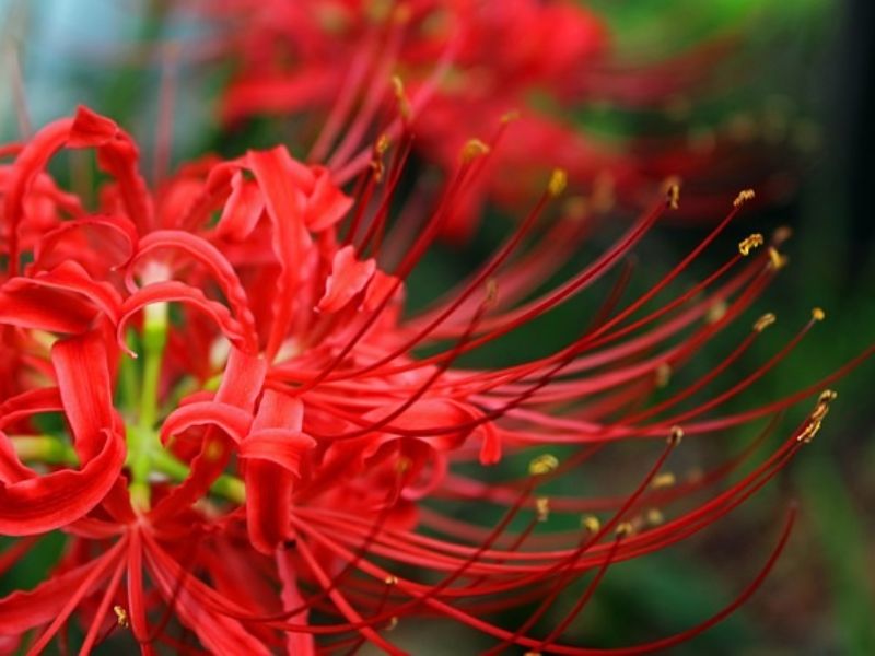 Hoa bỉ ngạn có nguồn gốc từ một số quốc gia Châu Á