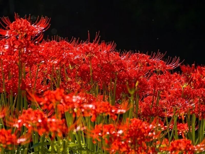 Hoa bỉ ngạn màu đỏ với ý nghĩa chia ly