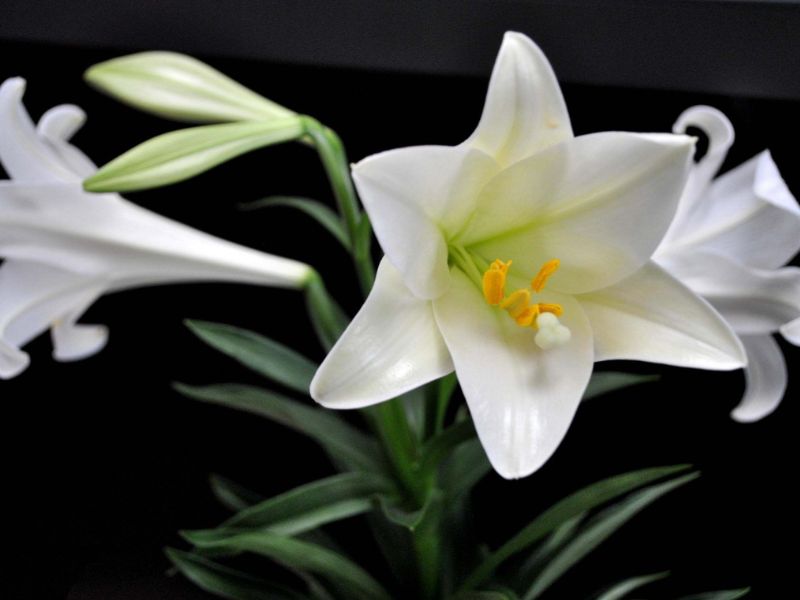 Hoa lily màu trắng tinh khiết