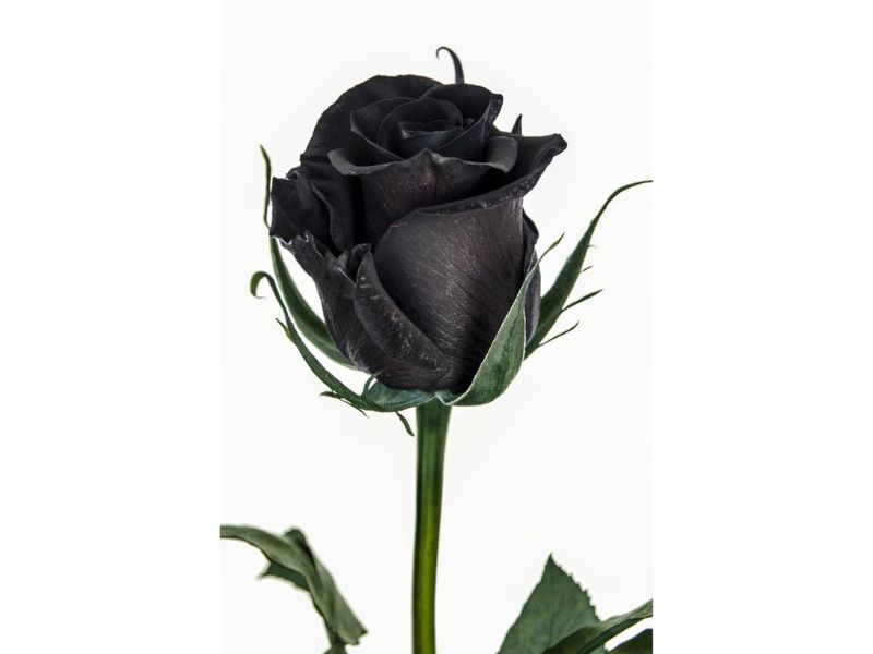 Hoa hồng đen huyền bí