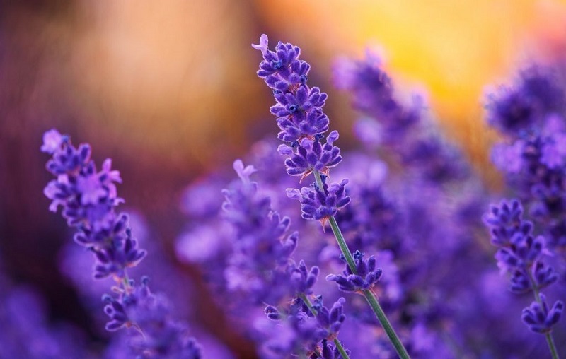 Tìm hiểu ý nghĩa hoa lavender và cách chăm sóc đúng cách