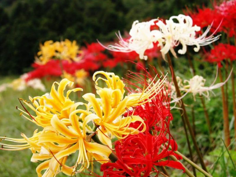 Hoa bỉ ngạn có những ý nghĩa khác nhau theo màu sắc