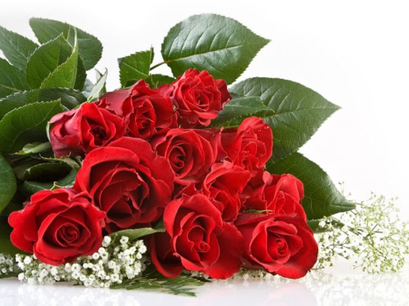Hoa hồng dành tặng thầy cô trong ngày 20/11