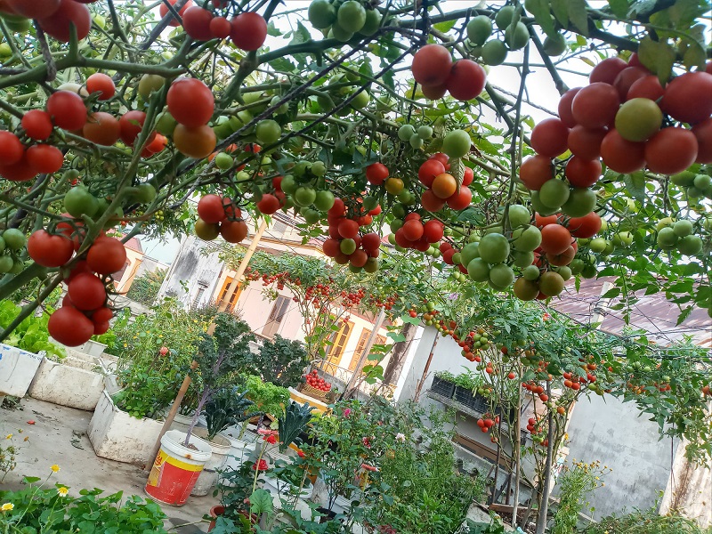 Cây cà chua có khả năng thích nghi tốt với nắng gắt