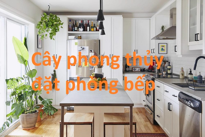 Phòng bếp nên đặt cây gì để khử mùi, lọc không khí