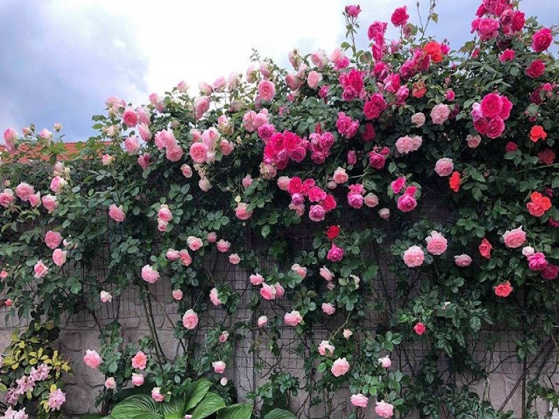 Hoa hồng leo mang lại không gian thơ mộng cho bạn