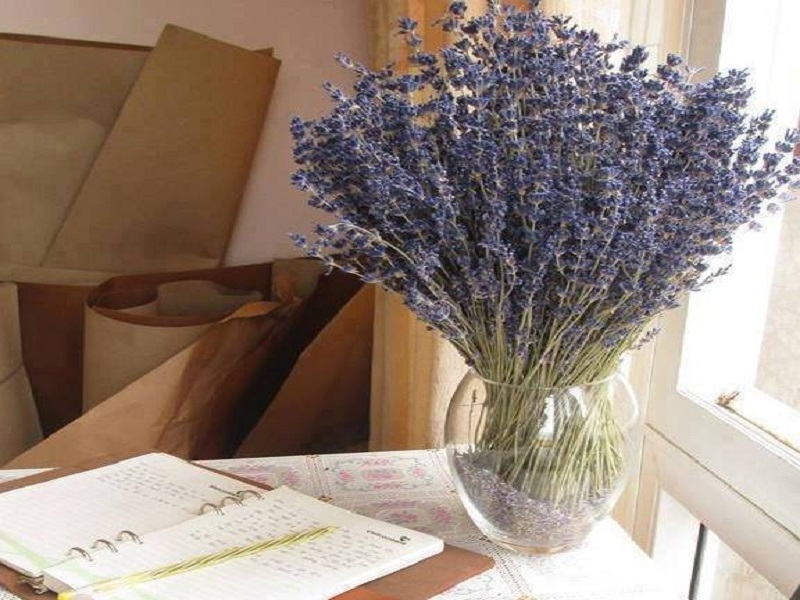 Hoa oải hương thích hợp để trồng trong phòng bếp của bạn