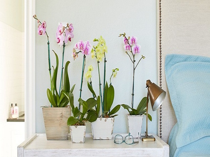 Hoa phong lan mang lại không khí trong lành tại phòng ngủ