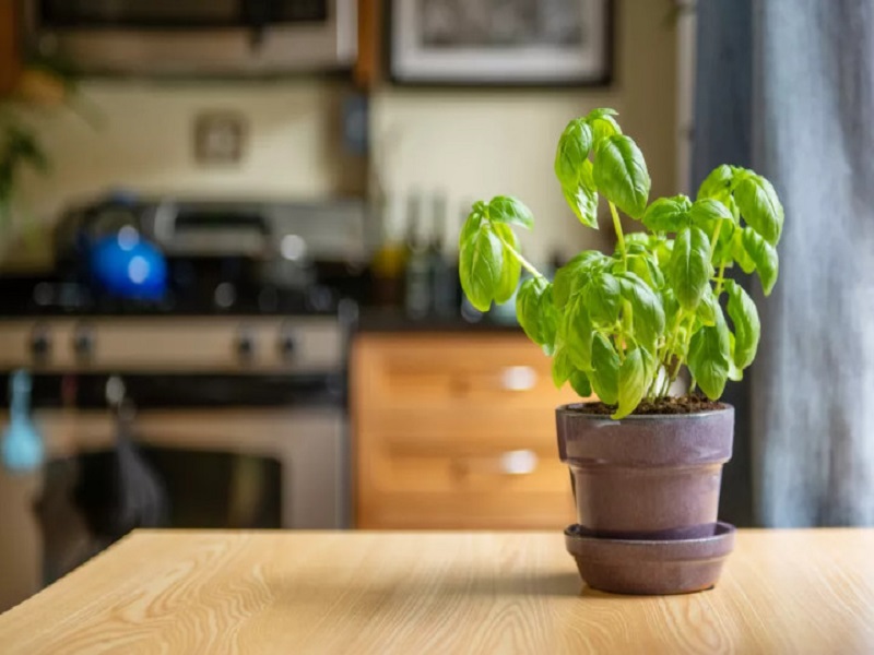 Húng quế là lựa chọn thích hợp để trồng trong phòng bếp
