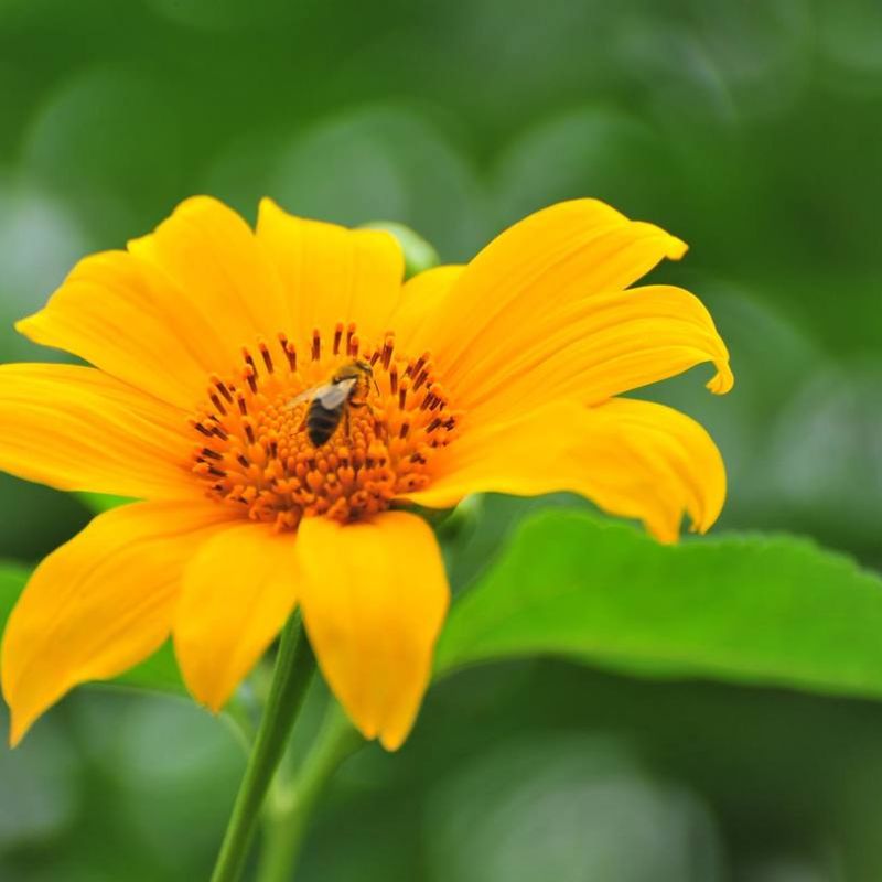 Chú ong đậu trên bông hoa dã quỳ tươi đẹp