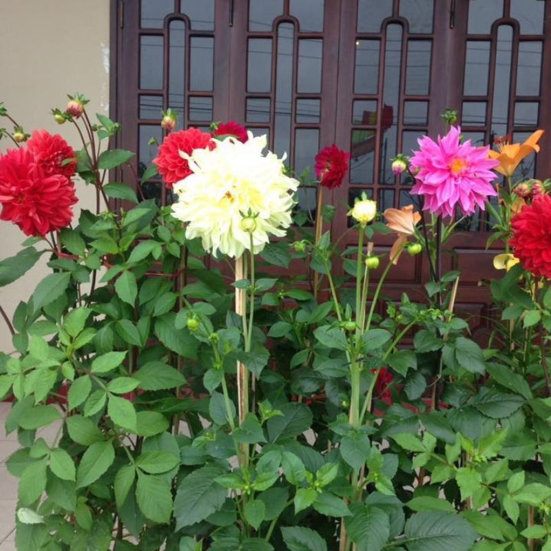 Hoa thược dược trồng trước nhà