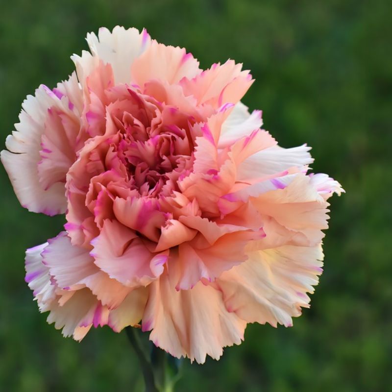 Hoa cẩm chướng hồng
