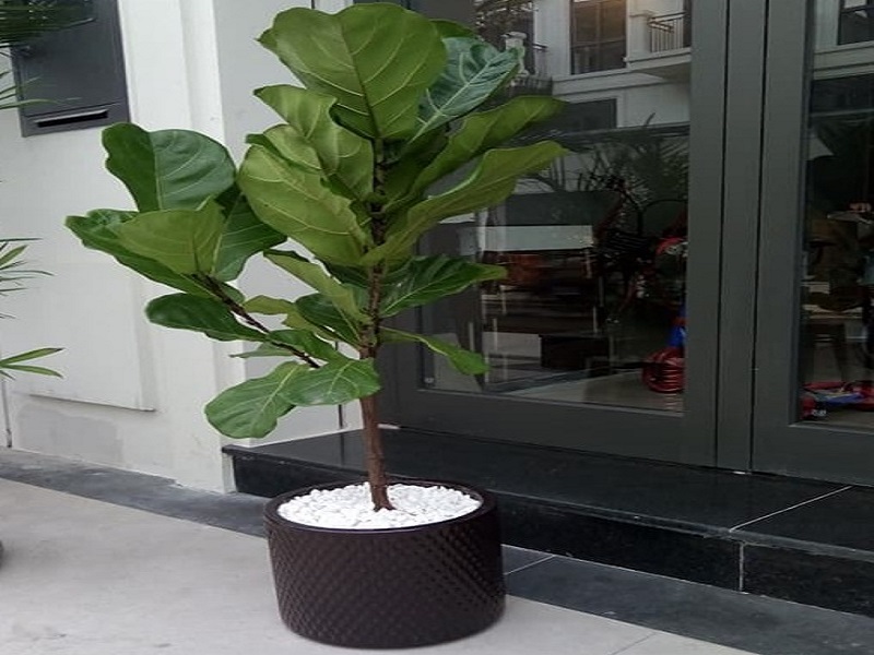 Cây bàng singapore là giống cây phong thủy thích hợp để trồng sau nhà