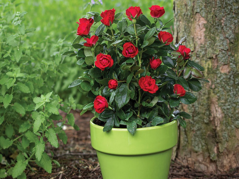 Cây hoa hồng là lựa chọn thích hợp để trồng cây hóa giải phong thủy