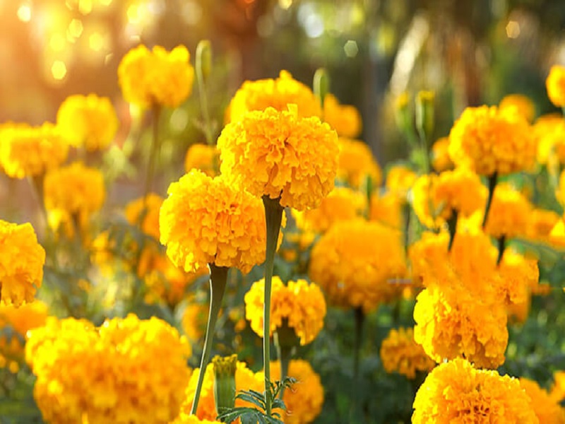 Cây hoa vạn thọ là loại cây phong thủy mang lại may mắn cho ngày lễ