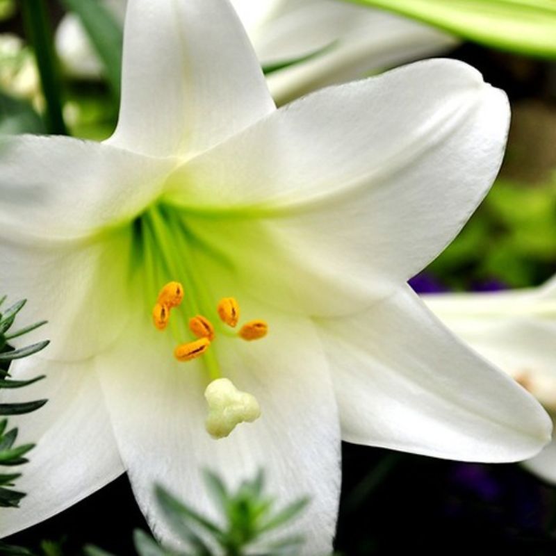 Hoa loa kèn trắng nhụy vàng
