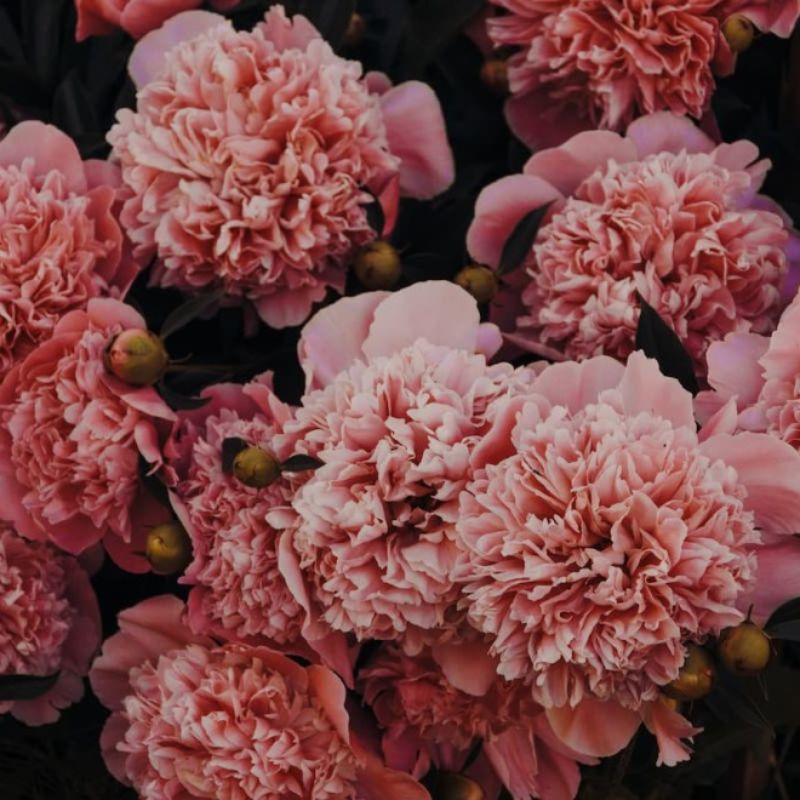 Hoa cẩm chướng tuyệt đẹp