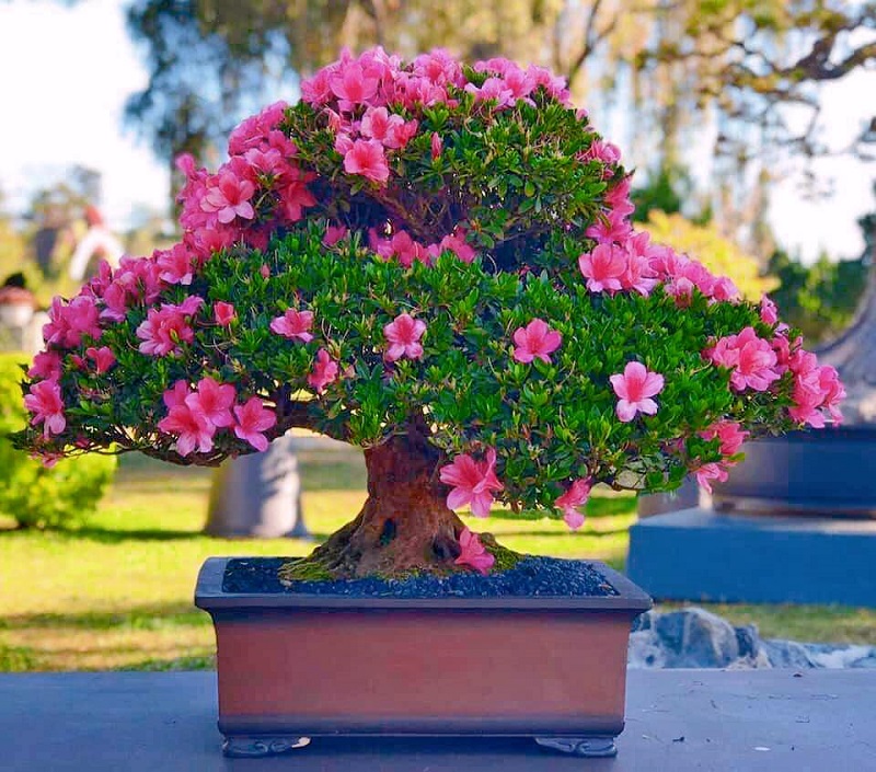 Hoa đỗ quyên dạng bonsai