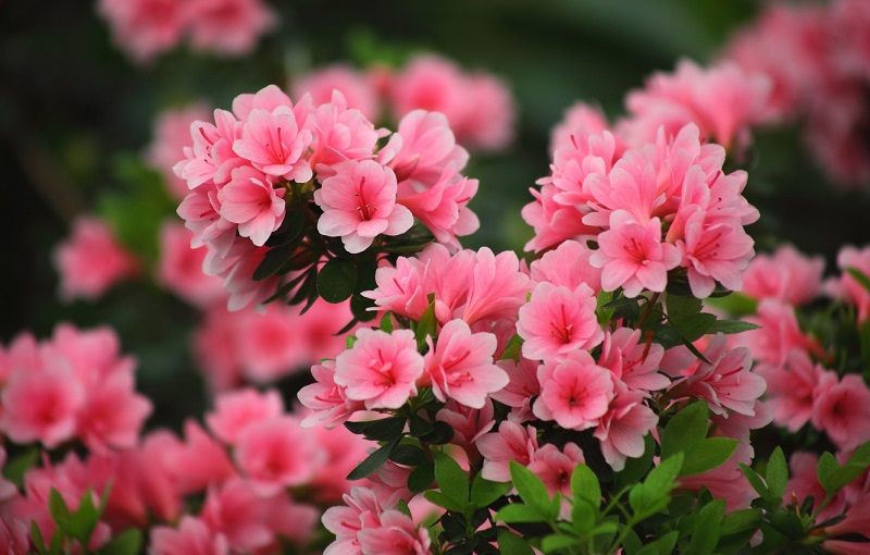 Hoa đỗ quyên với màu hồng rực rỡ