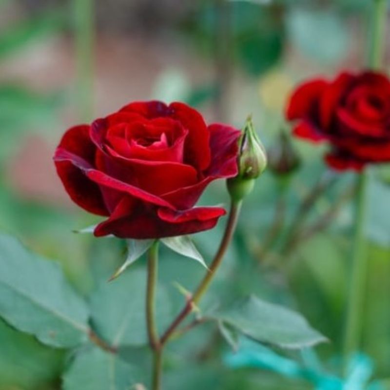 Hoa hồng loài hoa được dùng nhiều nhất để tặng quà